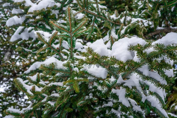 Zimowe gałązki jodły pokryte śniegiem. Gałąź drzewa jako tekstura — Zdjęcie stockowe