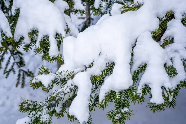 Rami di abete invernali coperti di neve. Ramo d'albero nella foresta invernale. — Foto Stock