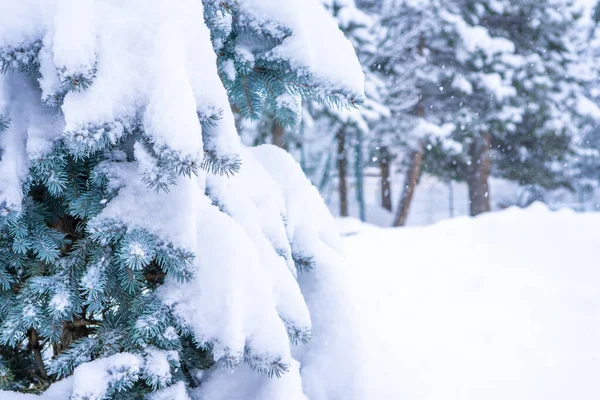 Κλαδί στο χιόνι. Κοντινό πλάνο του κλαδιού πεύκου με χιόνι. Χριστούγεννα και Πρωτοχρονιά διακοπές φόντο. Αντιγραφή χώρου για το κείμενό σας. — Φωτογραφία Αρχείου