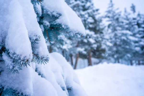 Ramo di abete nella neve. Primo piano di ramo di pino con neve. Natale e Capodanno sfondo vacanza. Copia spazio per il testo. — Foto Stock