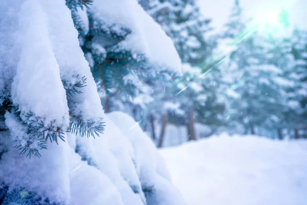 Zimowy Krajobraz Las Pokrytymi Śniegiem Jodłami Zielonym Światłem Miękkie Tło — Zdjęcie stockowe