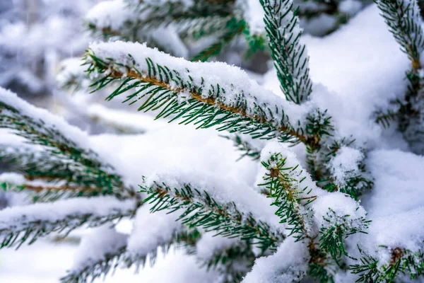 Concentrati. Primo piano di ramo di abete con neve. Natale e Capodanno sfondo vacanza. Copia spazio per il testo. — Foto Stock