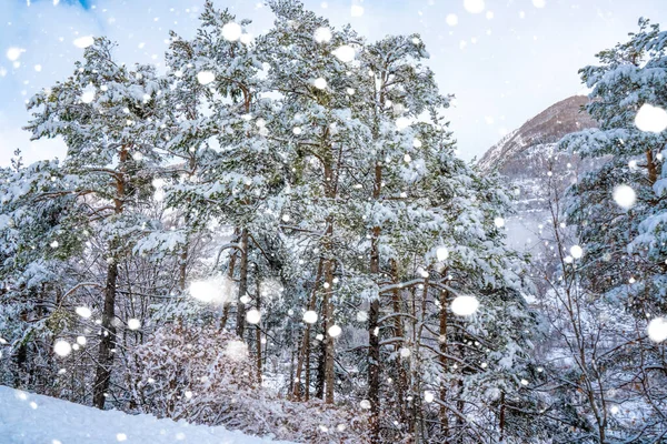 Fantastic snow landscape in winter at french Alps. Deep forest with sideways full of snow. Soft focus. Double exposition of snowfall