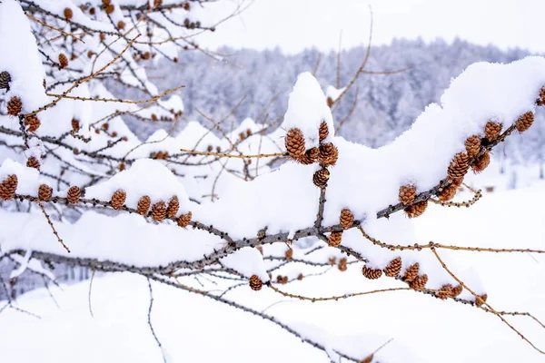 Fondo invernale con piccole pigne ricoperte da uno spesso strato di neve. Tramonto sulle Alpi francesi. Macro primo piano, sfondo sfocato. — Foto Stock