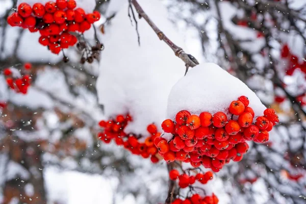 Vinterashberry under snön närbild. Grupper av klarröda bär, rönn. — Stockfoto