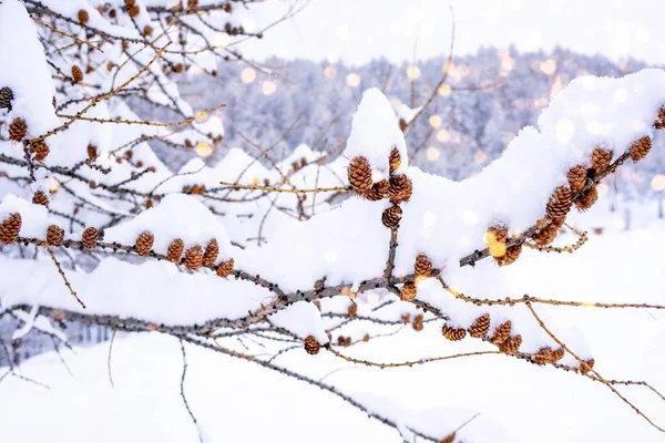 Zimowe tło z małymi szyszkami pokrytymi grubą warstwą śniegu. Zachód słońca w Alpach Francuskich. Makro ujęcie z bliska, niewyraźne tło. — Zdjęcie stockowe