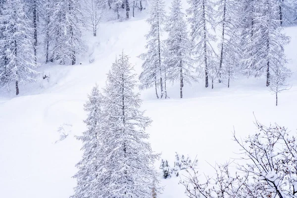  Kar yağışı sırasında kış ormanlarının panoramik manzarası. Donmuş dağlarda kar kayağı merkezi. Seçici odaklanma. Yüksek kalite fotoğraf