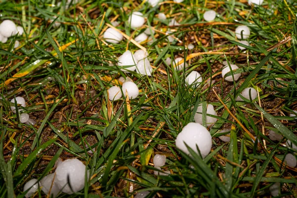 Stora hagelkorn på en grön bakgrund. Bakgrund, struktur. Efter tung storm med Hagel på trädgården i natten. Närbild — Stockfoto