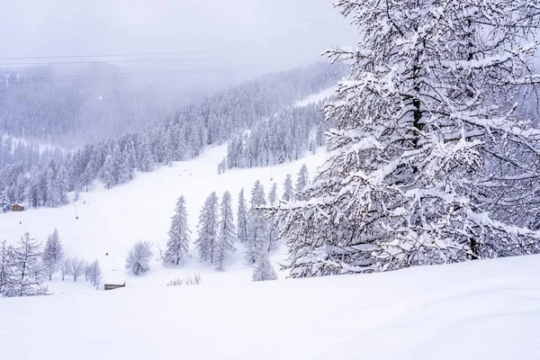 Ramas Pinos Con Pequeños Conos Bosque Invierno Montaña Vista Panorámica — Foto de Stock