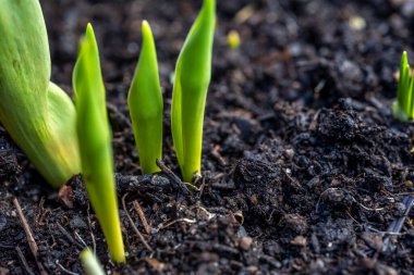 Lale ve crocus ilkbahar bahçesinde filizlenir, bahar uyanıyor ve gelişiyor. Çiçek tarlasında taze yeşil bitkiler. Fotokopi alanı olan bahar arkaplanı. Makro, kapat.