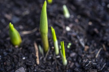 Lale ve crocus ilkbahar bahçesinde filizlenir, bahar uyanıyor ve gelişiyor. Çiçek tarlasında taze yeşil bitkiler. Fotokopi alanı olan bahar arkaplanı. Makro, kapat.