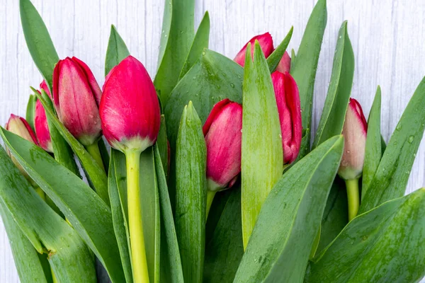 Он лежал с розовыми цветками тюльпанов на светло-серой деревянной текстуре. Красочная открытка ко Дню матери, Дню рождения, Международному женскому дню 8 марта. Селективный фокус. — стоковое фото