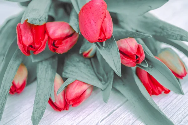 Belle couche plate avec des fleurs de tulipes rouges sur une texture en bois gris clair. Carte colorée pour la fête des mères, anniversaire, Journée internationale de la femme 8 mars. Concentration sélective. — Photo