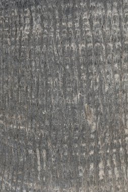 Eski palmiye ağacı kabuğu. Tropik ağacın arkaplan dokusu.