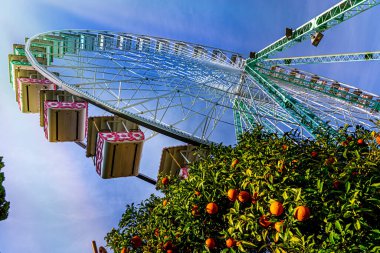 Nice 'de dönme dolap, Cote d Azur, Fransa. Feribotların dibinde olgun meyvelerle portakal ağacı. Yüksek kalite fotoğraf