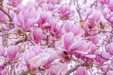 Manolya 'nın büyük pembe çiçekleri, açık havada dalları kapatıyorlar. Yüksek kalite fotoğraf