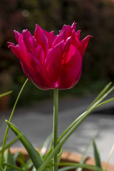 Gyönyörű Vörös Tulipán Egy Virágágyásban Makró Bezárva Kiváló Minőségű Fénykép — Stock Fotó