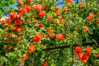 Parlak yaz gününde portakal gülleri çalısı. Güzelim Kırmızı Turuncu Tırmanan Güller arka planında tam çiçeklenme. Gül Bahçesi. Doğa. Yüksek kalite fotoğraf