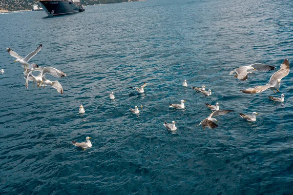Gaviotas luchando por trozos de pan arrojados al mar. Manada de gaviotas volando sobre la orilla del mar, foto de cerca de la gaviota. —  Fotos de Stock