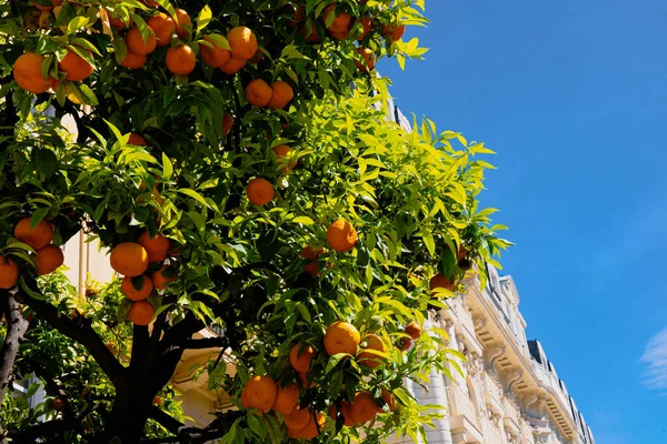 Orange tree with oranges. Traditional French old building with typical balconies and windows background. Nice, France. High quality photo