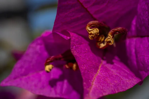 マクロクローズアップマゼンタブーゲンビリアの花。トロピカルガーデンの美しいブーゲンビリアの花。花の壁紙。マクロクローズアップ — ストック写真