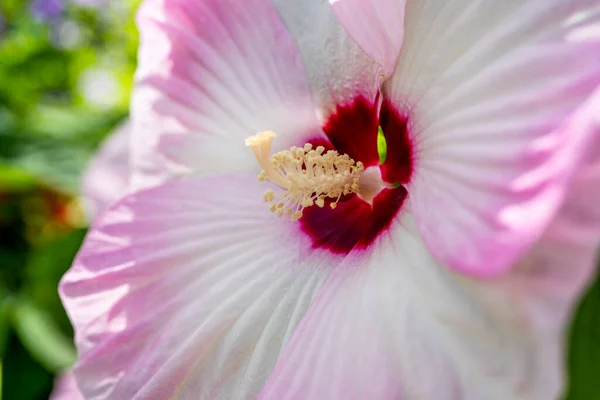 White pink Hibiscus flowering plant macro close-up. This type of flower that grows in warm climates subtropical and tropical regions.