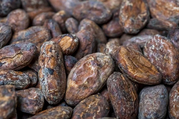 Ξηρά φρυγμένα βιολογικά φασόλια κακάο για την καλύτερη γκουρμέ σοκολάτα ως φόντο — Φωτογραφία Αρχείου