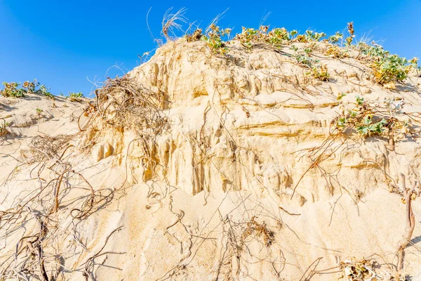 Racines séchées sur la plage de sable fin. Des racines d'arbres sur une parcelle de terre. Paysage désertique. — Photo