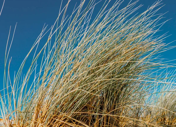 フランスの大西洋岸にある草原の砂丘 高品質の写真 — ストック写真
