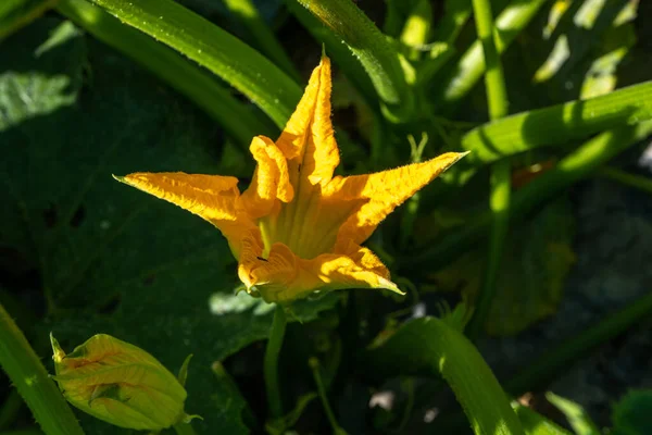 Giallo Enorme Fiore Zuccini Tra Foglie Verdi Foto Alta Qualità — Foto Stock