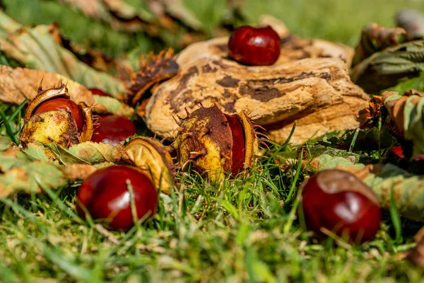 Castaño en una cáscara abierta se encuentra en la hierba en un día de otoño. Fondo otoñal con hojas y frutos caídos. Esculus Hippocastanum, castañas de caballo marrones. — Foto de Stock
