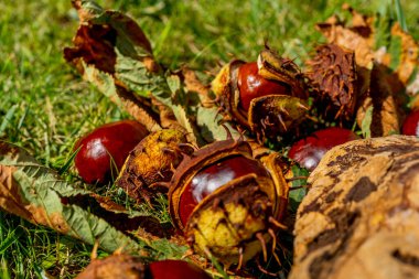 Kestaneler açık bir kabukta sonbahar çimeni ve düşen yapraklar arasında yatıyor. Güzel sonbahar makrosu yakın çekim
