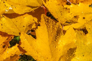 Sarı yapraklar ve yağmur damlalarıyla sonbahar arkaplanı. 