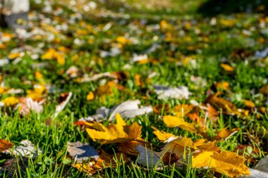 Sarı yapraklar ve yağmur damlalarıyla sonbahar arkaplanı. 