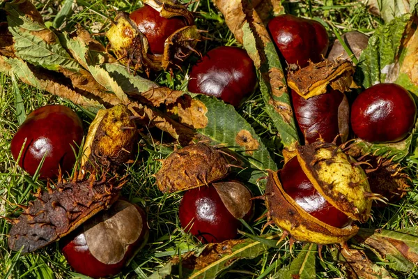 Втрачені Каштани Відкритій Оболонці Лежать Траві Прекрасні Осінні Плоди Макро — стокове фото