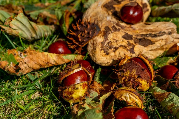 Castañas Una Cáscara Abierta Que Encuentra Entre Hierba Otoño Las —  Fotos de Stock