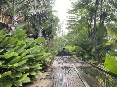 Geniş açılı, göz hizasında, yoğun, tropikal bir bahçede kıvrılan modern bir yürüyüş yolunun görüntüsü. Yol yıpranmış ahşap levhalardan ya da süslemelerden inşa edilmiş. Yeni yağmur yağmış gibi nemli bir dokuyu gösteriyor..