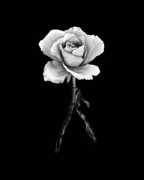 Black and white watercolor rose