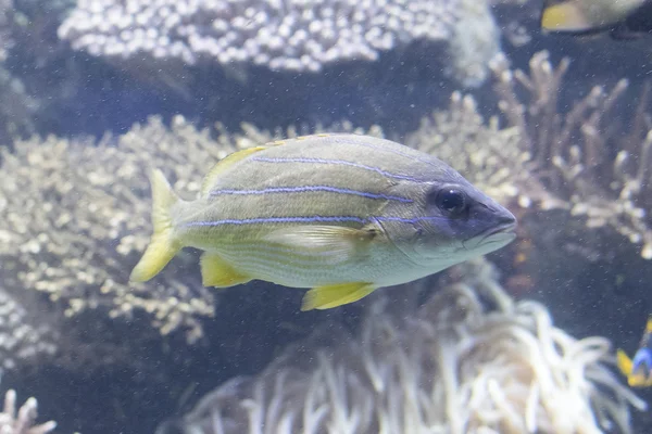 Peces de mar rojo en el acuario Eilat —  Fotos de Stock