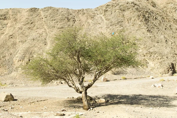 Eilat desert copac verde — Fotografie, imagine de stoc