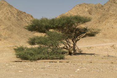 Eilat dağlarında büyük yeşil ağaç