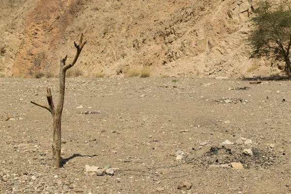 Eilat desert broken dry tree — Stock Photo, Image