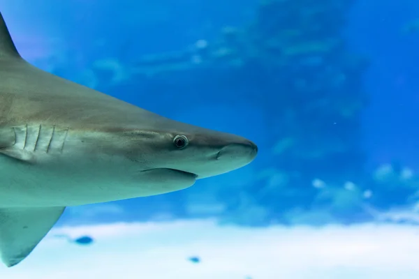 Shark in Eilat Underwater observatory — Stock Photo, Image