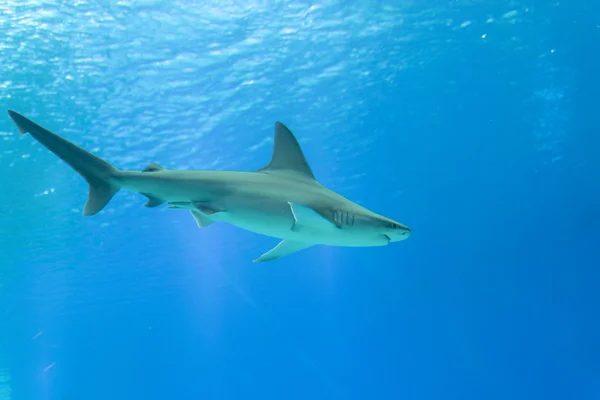 Shark in Eilat Underwater observatory — Stock Photo, Image