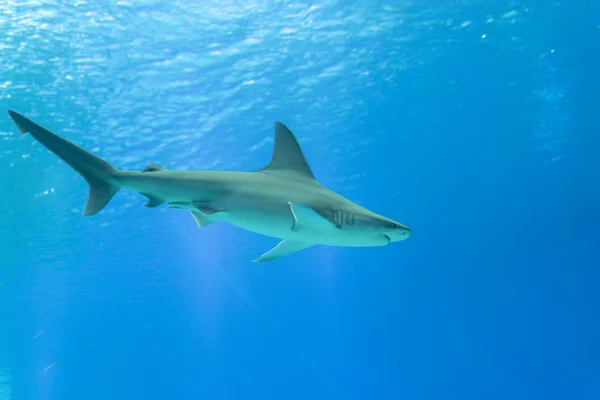 Tiburón en el observatorio submarino Eilat —  Fotos de Stock