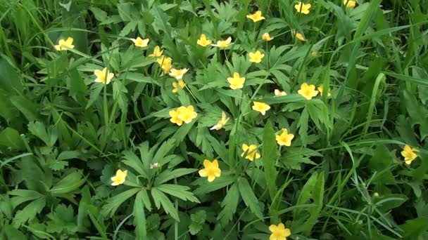 fleurs printanières fleuries 