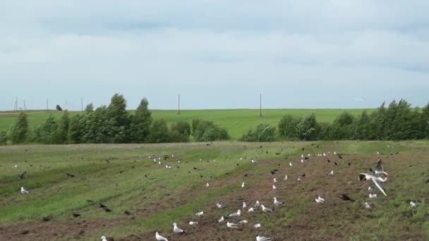 Campo fluido con tractor — Vídeo de stock