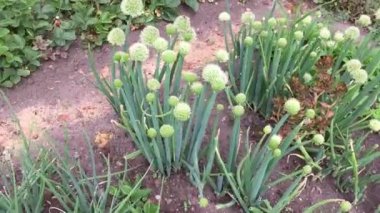 Bahçede çiçek açan soğanlar