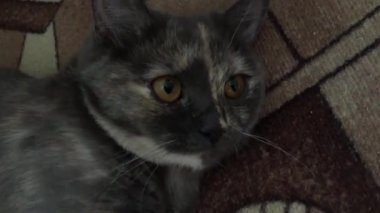 gri yerli kedi