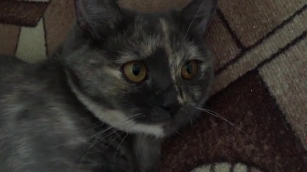 Grey domestic cat — Stock Video